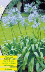 Agapanthus Lichtblauw - 1 шт