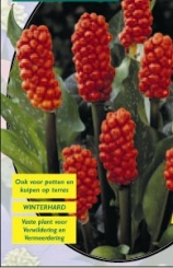 Arum Italicum -1 шт