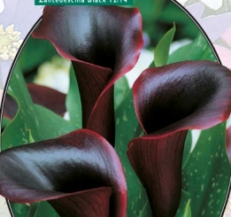 Калла Zantedeschia Black - 1 шт