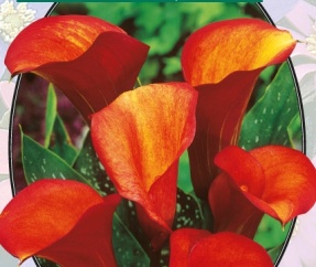 Калла Zantedeschia Flame - 1 шт