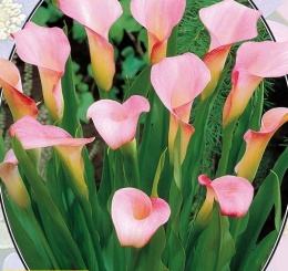 Калла Zantedeschia Rehmanii - 1 шт.