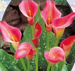 Калла Zantedeschia Donkerroze - 1 шт
