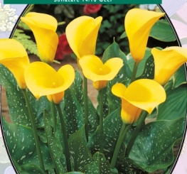 Калла Zantedeschia Geel - 1 шт