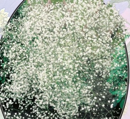 Гипсофила Pan Wit -3 шт