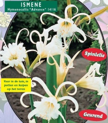  Ismene Festalis Zwanenburg - 1 шт