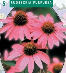 Рудбекия Purpurea 