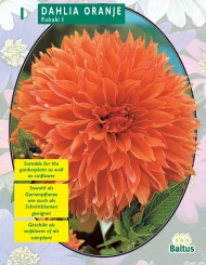 Георгин Fubuki Orange - 1 шт