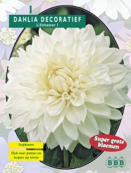 Георгин Decoratief Lillehamer - 1 шт