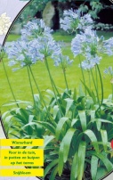Agapanthus Lichtblauw - 1 шт
