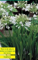 Agapanthus Wit - 1 шт