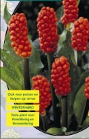 Arum Italicum -1 шт