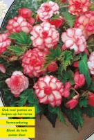 Бегония Bouton de Rose - 1шт.