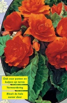 Бегония махровая Oranje - 1 шт
