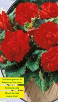 Бегония махровая Rood - 1 шт.