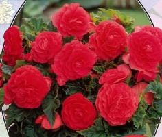 Бегония махровая Roze - 1 шт.