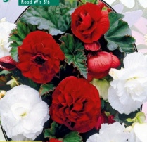 Смесь махровых бегоний Rood и Wit - 5 шт.