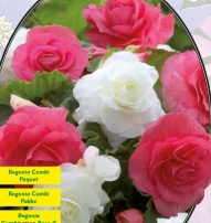 Смесь махровых бегоний Roze и Wit - 5 шт.