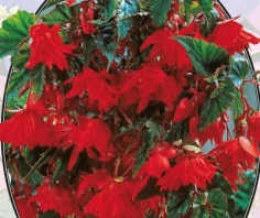 Бегония Pendula Rood - 1 шт
