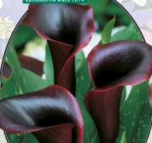 Калла Zantedeschia Black - 1 шт
