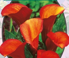 Калла Zantedeschia Flame - 1 шт