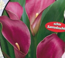 Калла Zantedeschia Purple Sensation -1 шт.