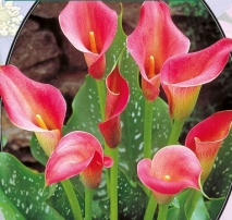 Калла Zantedeschia Donkerroze - 1 шт