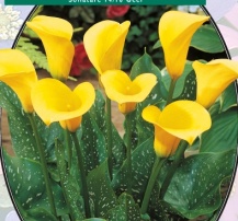 Калла Zantedeschia Geel - 1 шт