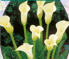 Калла Zantedeschia Wit - 1 шт