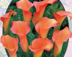 Калла Zantedeschia Zalm - 1 шт.