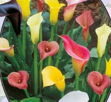 Калла Zantedeschia Mix - 3 шт.