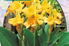 Канна Geel - Groen blad - 1 шт.