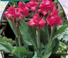 Канна Rose - Groen blad - 1шт