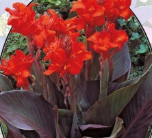 Канна Rood - Donker blad - 1 шт