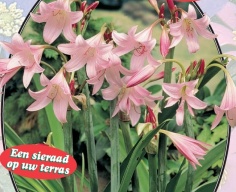 Криниум Crinum Powelli - 1 шт 