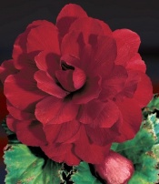 Бегония махровая Rood los - 1 шт.