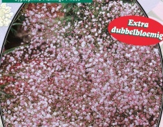 Гипсофила Pan Roze - 3 шт