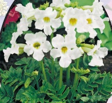 Инкарвилея Delavayi Wit - 1 шт.