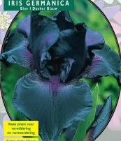 Iris Germanica Blue- 1 шт.