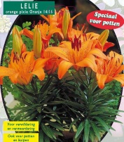 Лилия Orange Pixie - 3 шт