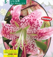 Лилия Speciosus Rubrum - 1 шт.