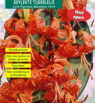 Лилия Tigrinum Splendens - 1 шт