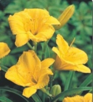Лилейник Stella d'Oro - 1шт.