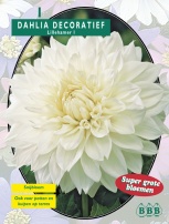 Георгин Decoratief Lillehamer - 1 шт