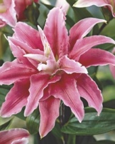 Лилия spring pink - 1 шт