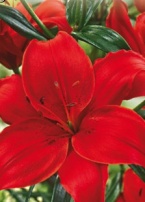 Лилия asiatic red - 3 шт