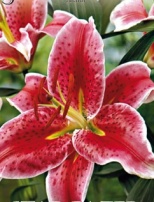 Лилия Oriental Stargazer - 1 шт