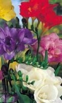 Фрезия махровая микс (5/+) упаковка 15 шт.