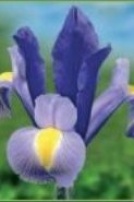 Ирис голландский Сапфайе Бьюти (8/+) упаковка 10 шт.