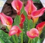 Калла Zantedeschia Donkerroze - 1 шт