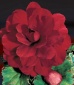 Бегония махровая Rood los - 1 шт.